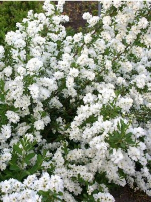 Exochorda racemosa Niagara